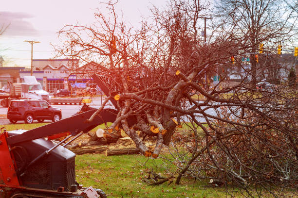 How Our Tree Care Process Works  in  Astor, FL